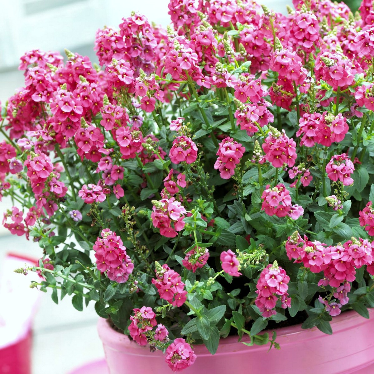 Diascia Sundiascia Rose Pink